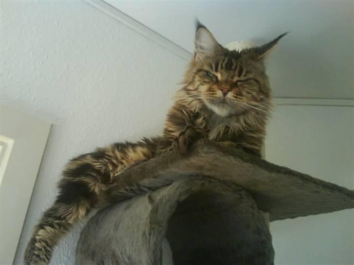 Maine Coon Boromir too sexy - Her fra styre jeg mit kongerige billede 6