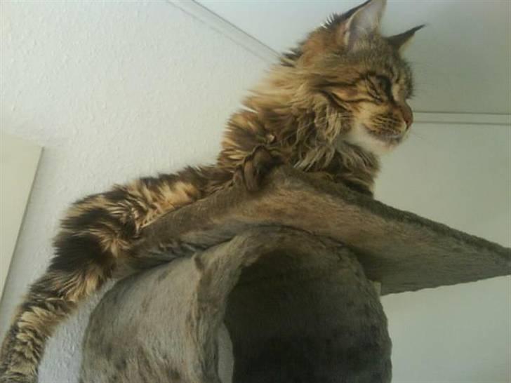 Maine Coon Boromir too sexy - hov, det er min tun! billede 7