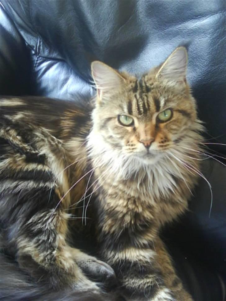 Maine Coon Boromir too sexy billede 8