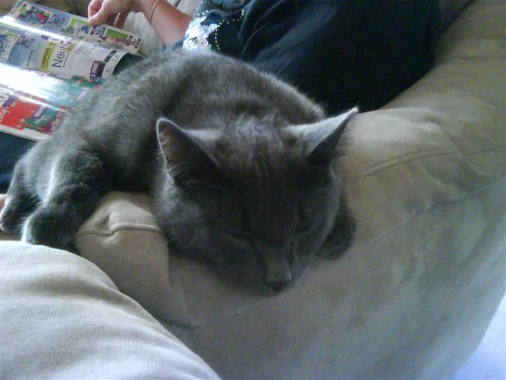 Huskat Harry - Harry billede 1