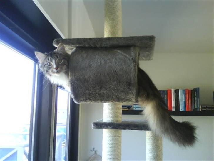 Maine Coon Gigant's Wild at Heart  - jeg kan se alt her fra billede 17