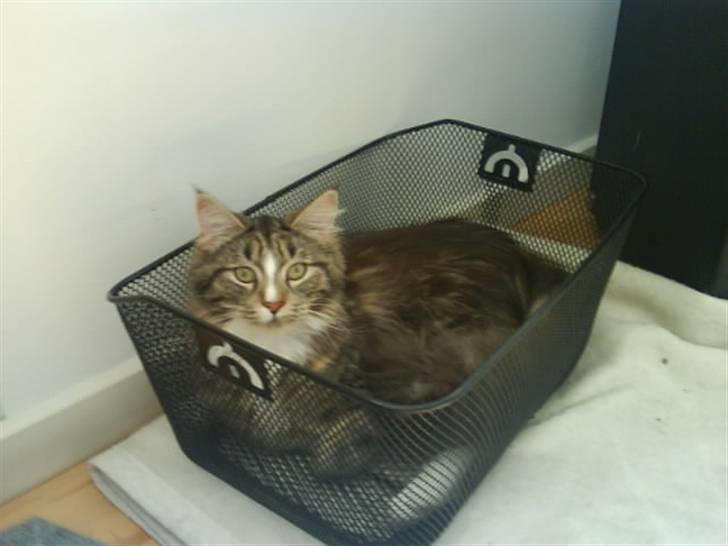 Maine Coon Gigant's Wild at Heart  - ja sikker, men det er min cykelkurv nu! billede 18