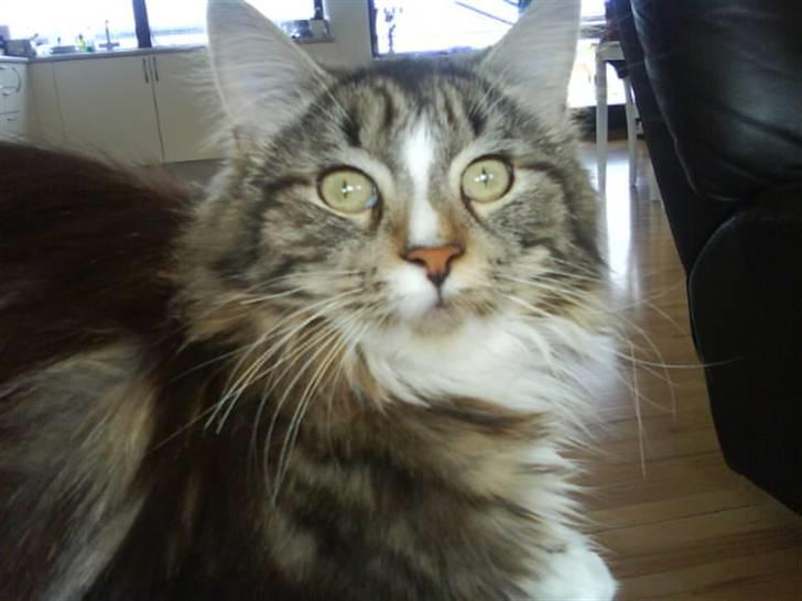 Maine Coon Gigant's Wild at Heart  - VÆR SØD at tage tøj på igen!!! billede 19