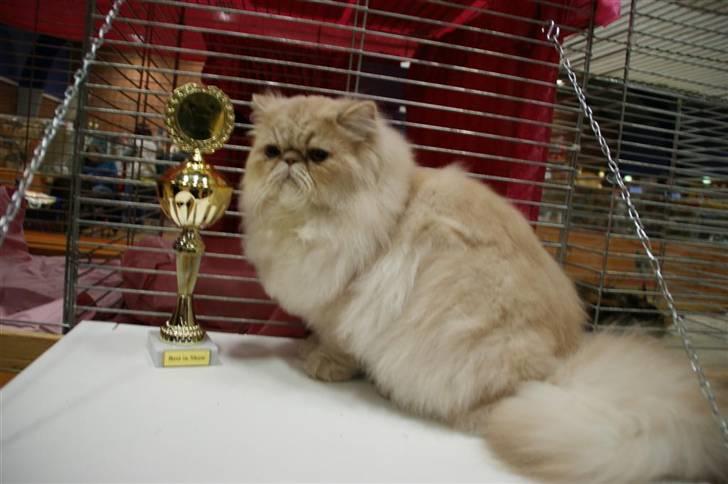 Perser Millo Vanille billede 5