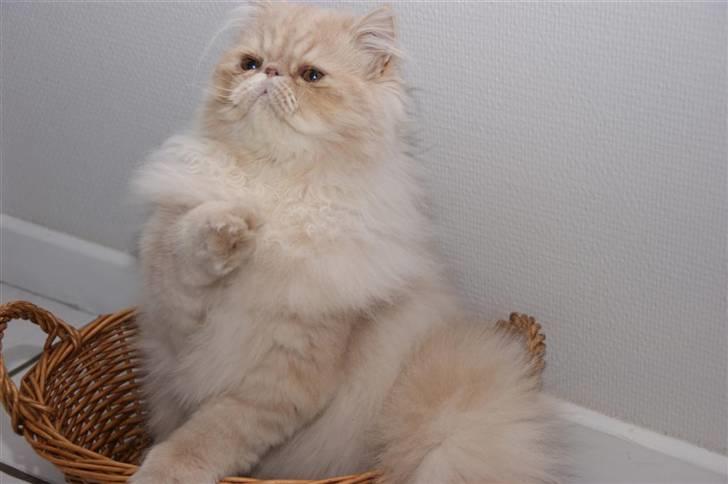 Perser Millo Vanille billede 7