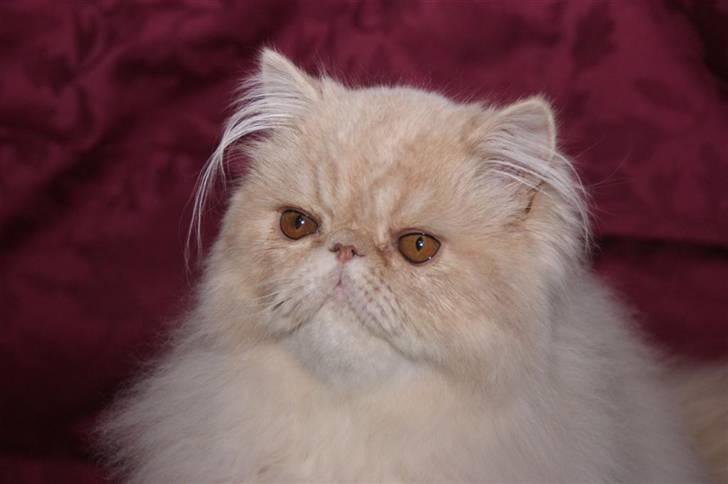 Perser Millo Vanille billede 8