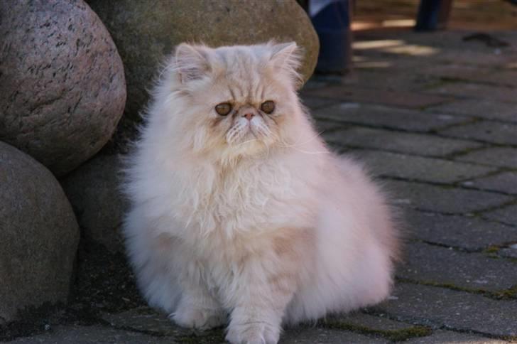 Perser Millo Vanille billede 1