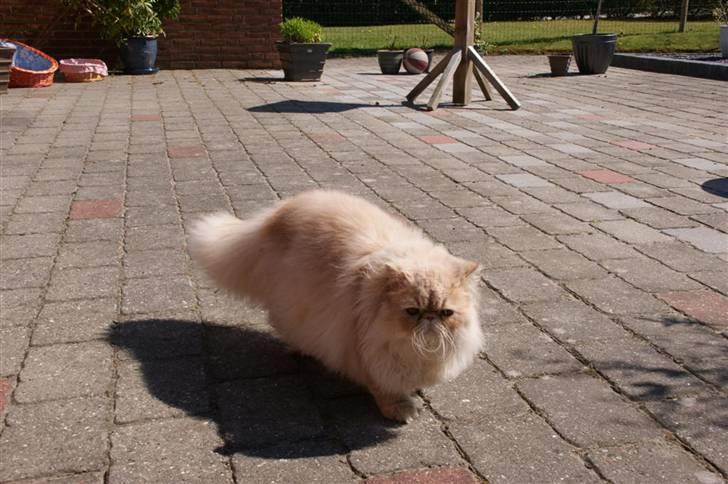 Perser Millo Vanille billede 9