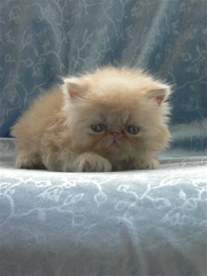 Perser Millo Vanille billede 2