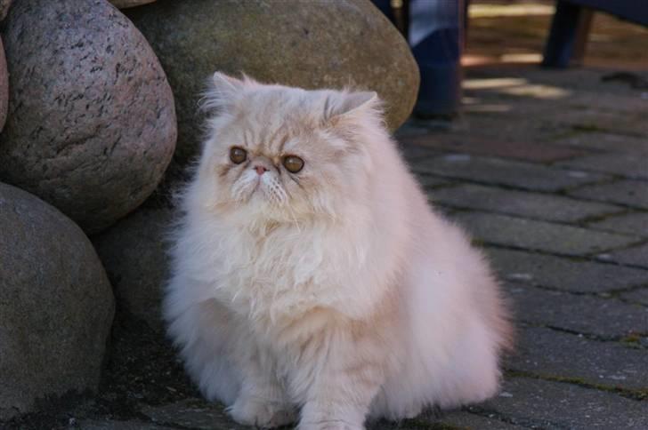 Perser Millo Vanille billede 10