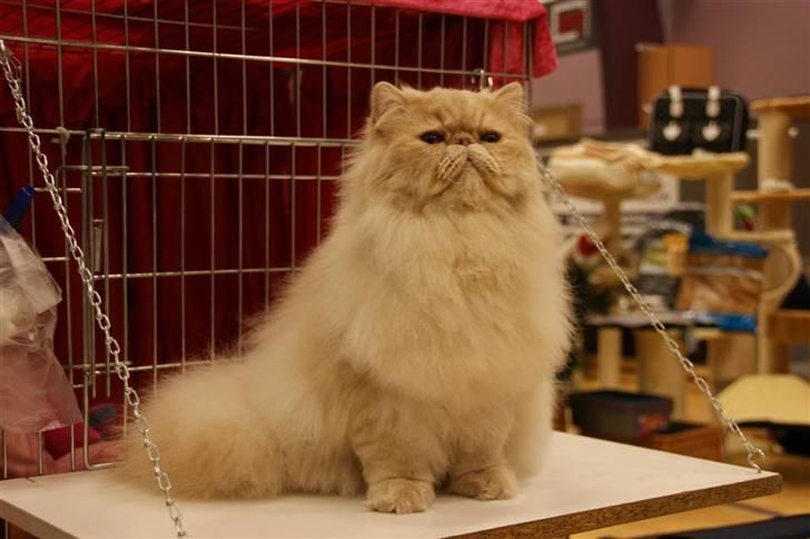 Perser Millo Vanille billede 11