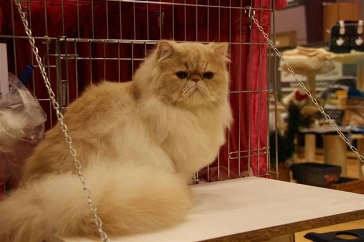 Perser Millo Vanille billede 12