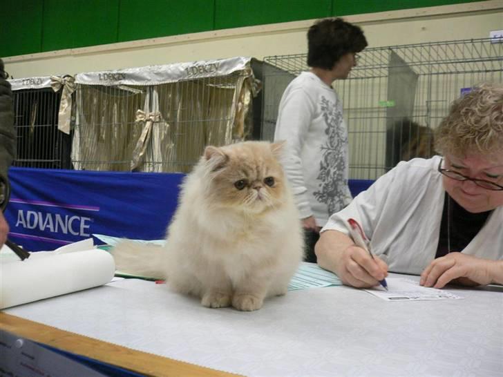 Perser Millo Vanille billede 4