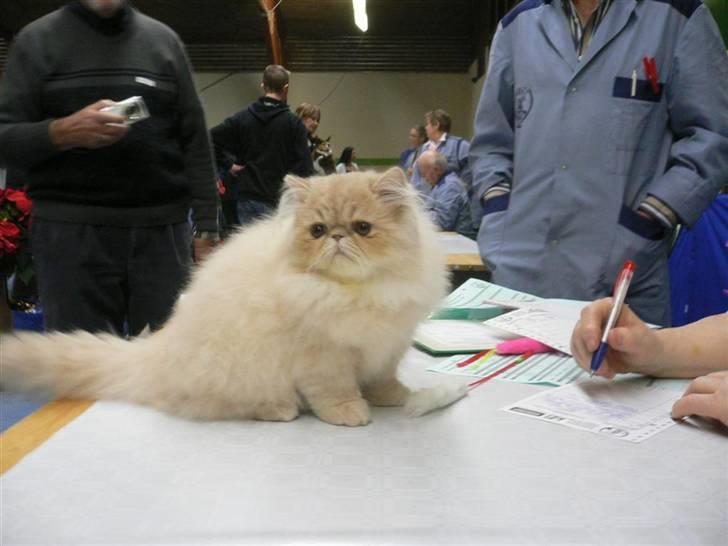 Perser Millo Vanille billede 3