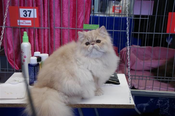 Perser Millo Vanille billede 6