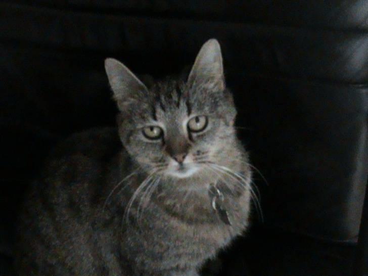 Huskat Buddy Raimunda Thomsen - Velkommen til min profil, der kommer snart flere billeder af mig : ) billede 1