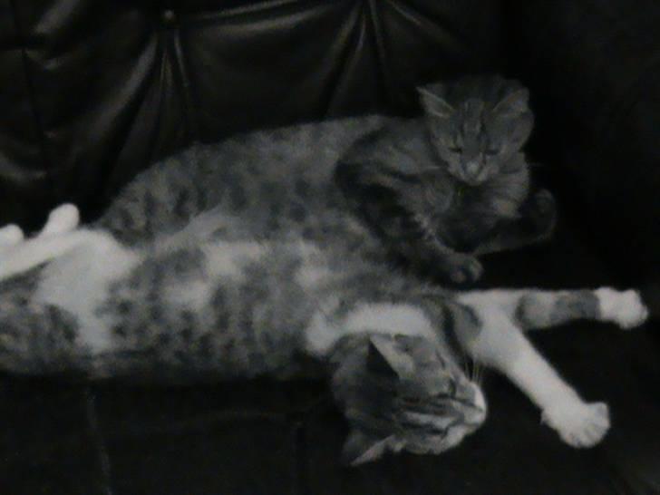 Huskat Buddy Raimunda Thomsen billede 3