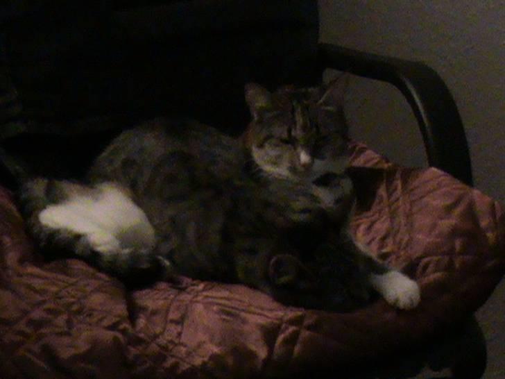 Huskat Buddy Raimunda Thomsen - Buddy slapper af ovenpå Noemi ; ) billede 4