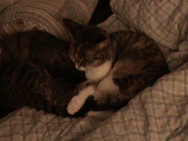 Huskat Buddy Raimunda Thomsen billede 5