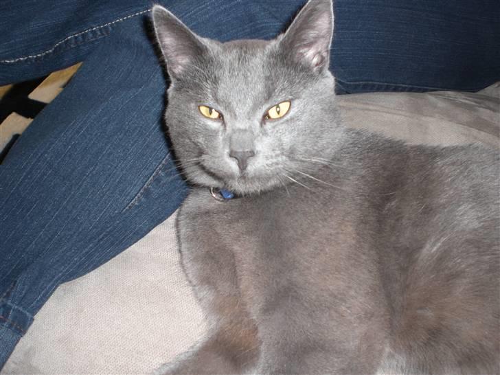 Huskat Harry billede 2