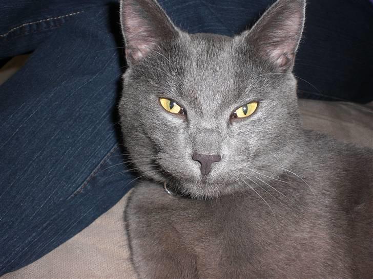 Huskat Harry billede 3