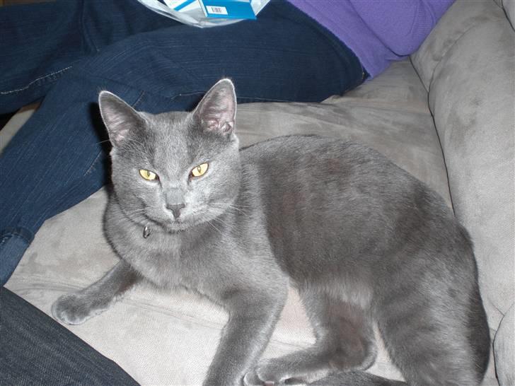 Huskat Harry billede 4