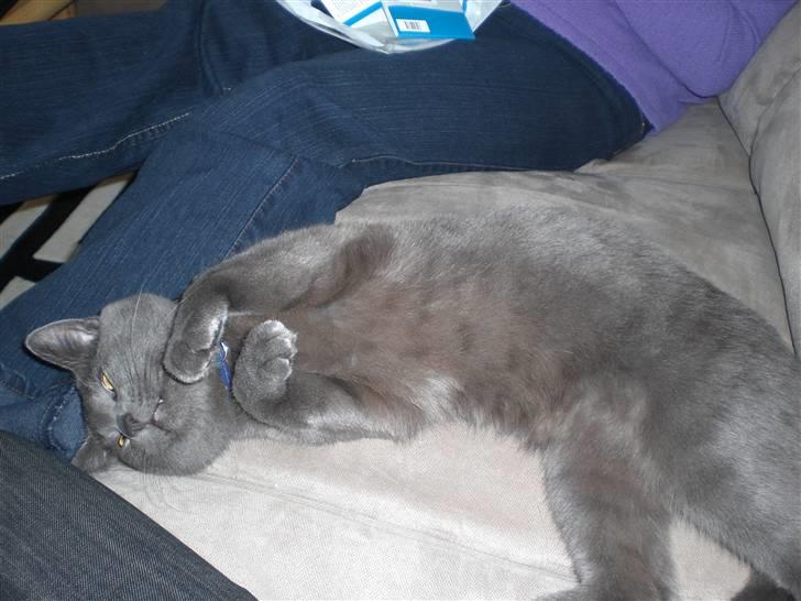 Huskat Harry billede 5