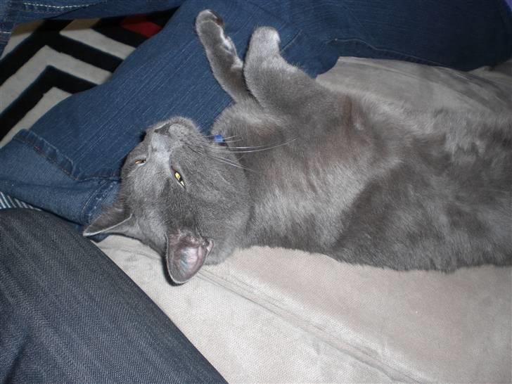 Huskat Harry billede 6