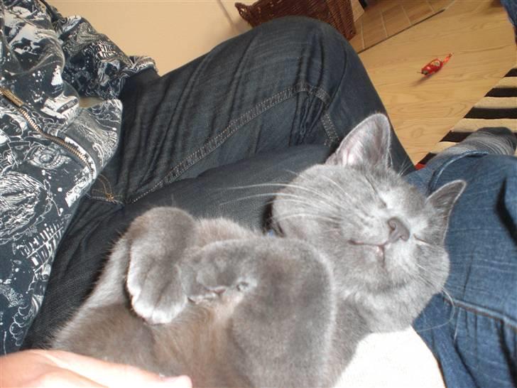 Huskat Harry billede 7