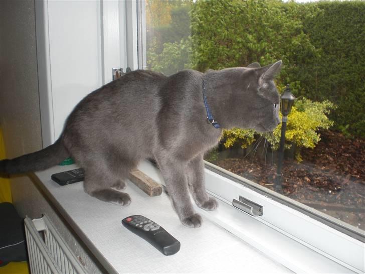 Huskat Harry billede 8