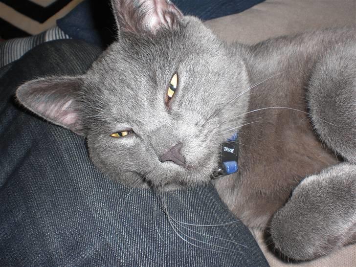 Huskat Harry billede 9