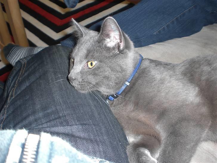 Huskat Harry billede 10