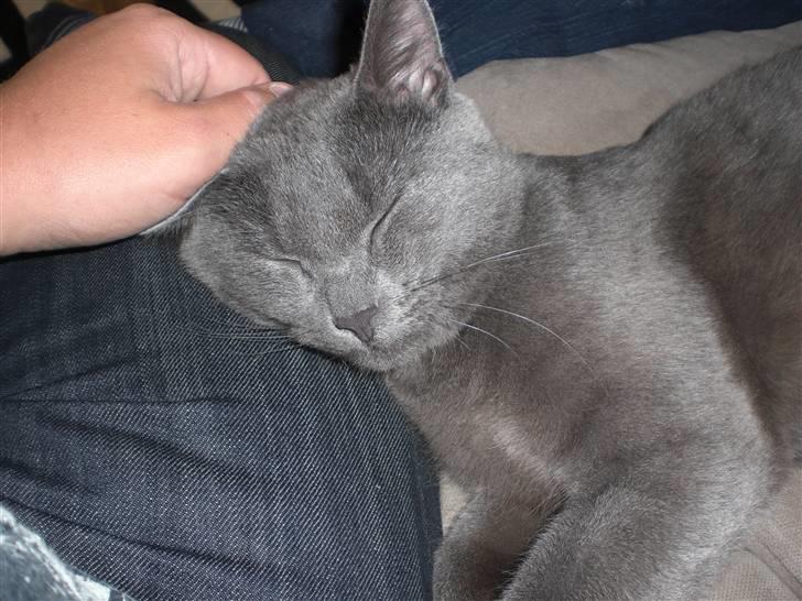 Huskat Harry billede 11