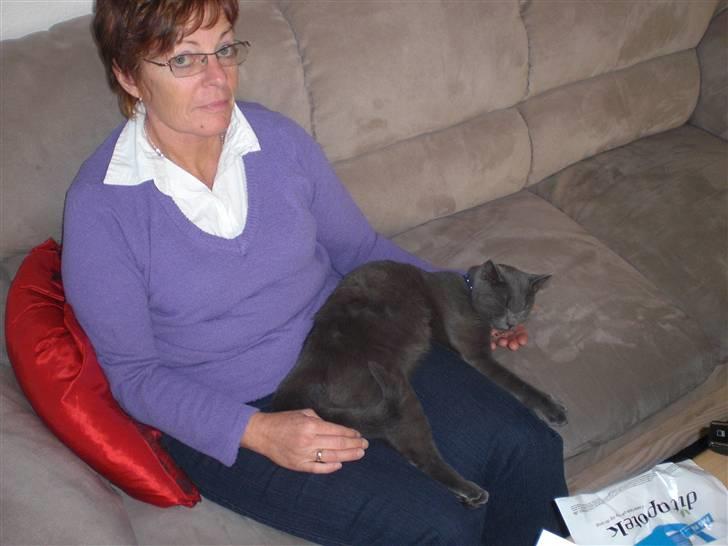 Huskat Harry billede 12