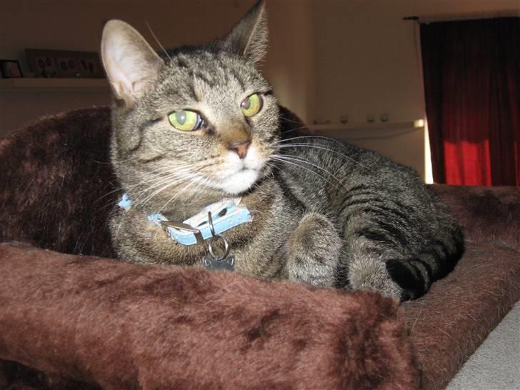 Huskat WeeeNut Liana Thomsen - Hej det er mig der er WeeeNut, velkommen til min profil, der kommer snart flere billeder af mig : ) billede 1