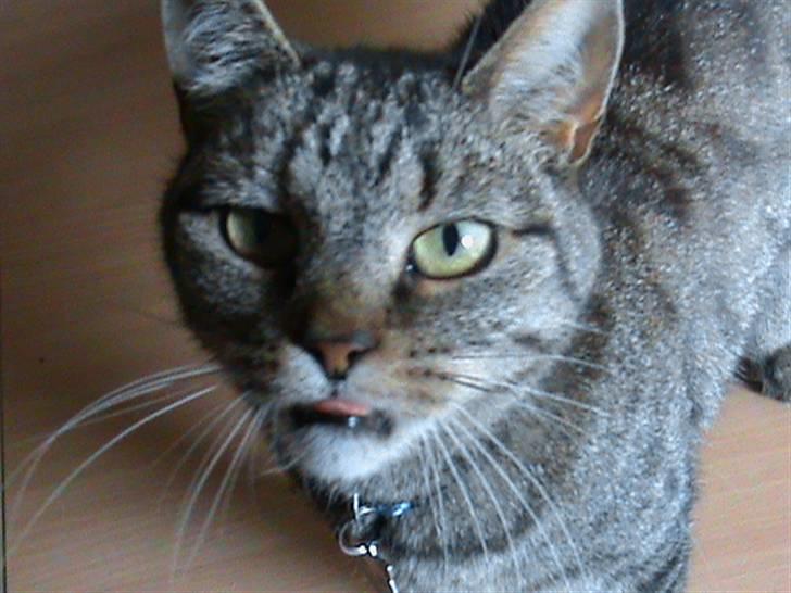 Huskat WeeeNut Liana Thomsen billede 2