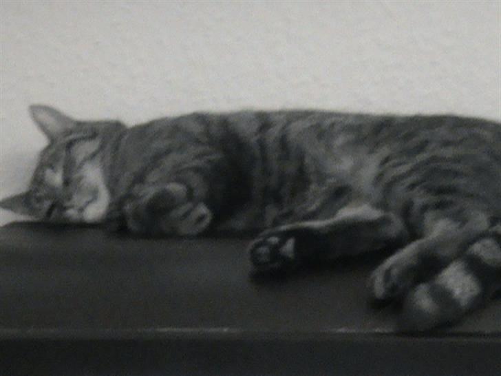 Huskat WeeeNut Liana Thomsen billede 3