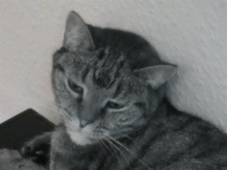 Huskat WeeeNut Liana Thomsen billede 4