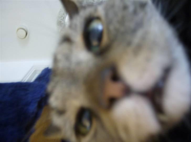 Huskat WeeeNut Liana Thomsen billede 5