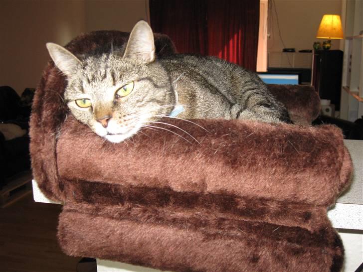 Huskat WeeeNut Liana Thomsen billede 6