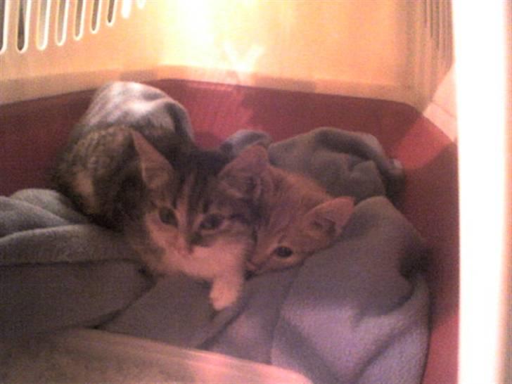 Huskat Noemi - Baby Noemi og hendes bror Garfield billede 12