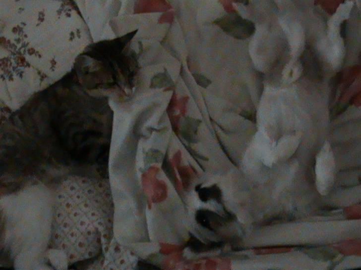 Huskat Noemi billede 13