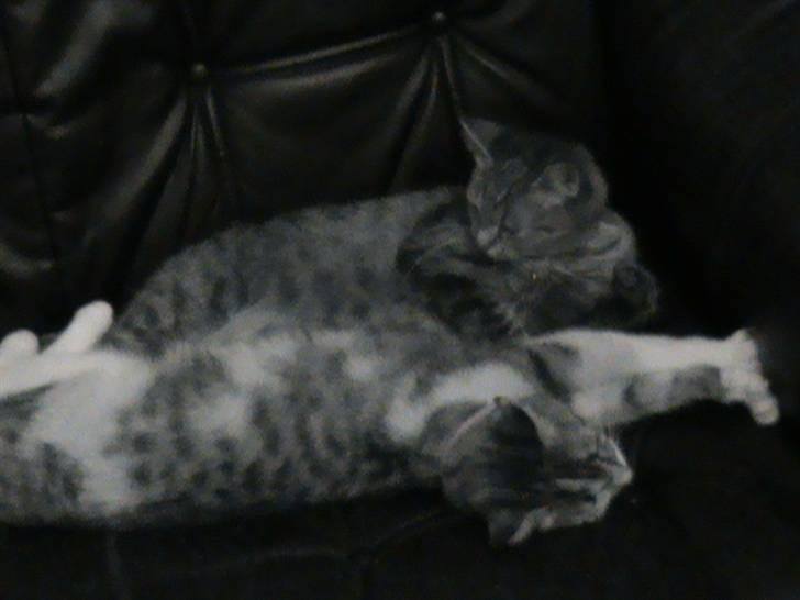 Huskat Noemi billede 14