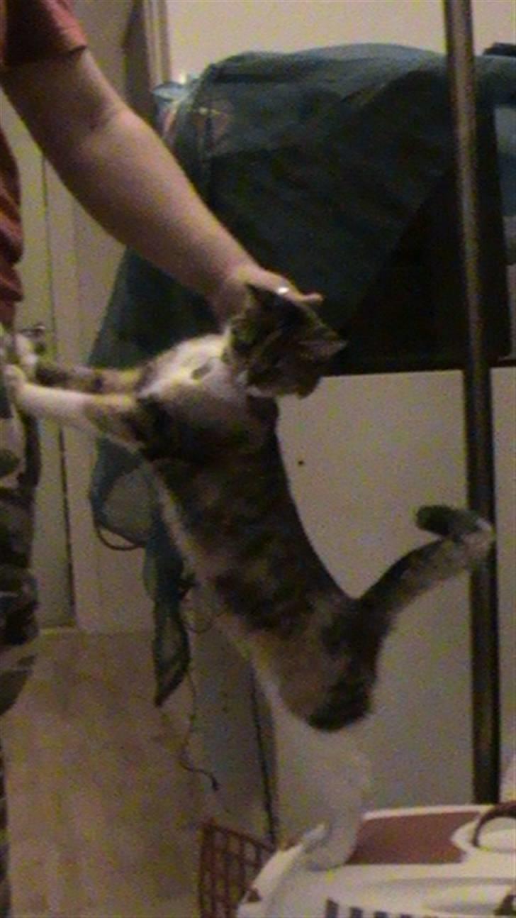 Huskat Noemi - Faaar tag mig nu op!! ...... billede 15