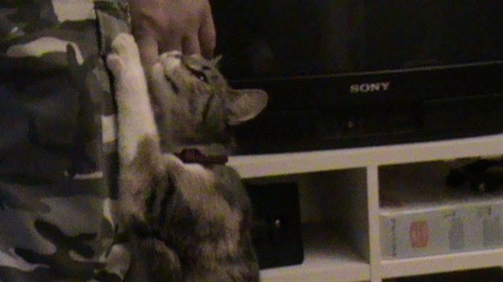 Huskat Noemi - MIN far er bare den bedste i hele verden : ) billede 17