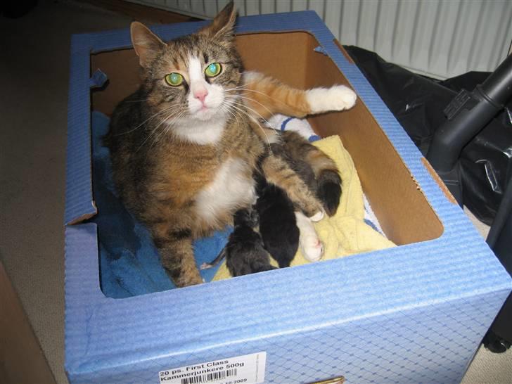 Huskat mini billede 10