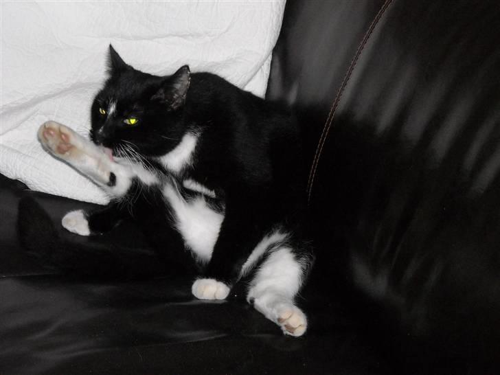 Huskat findus billede 1