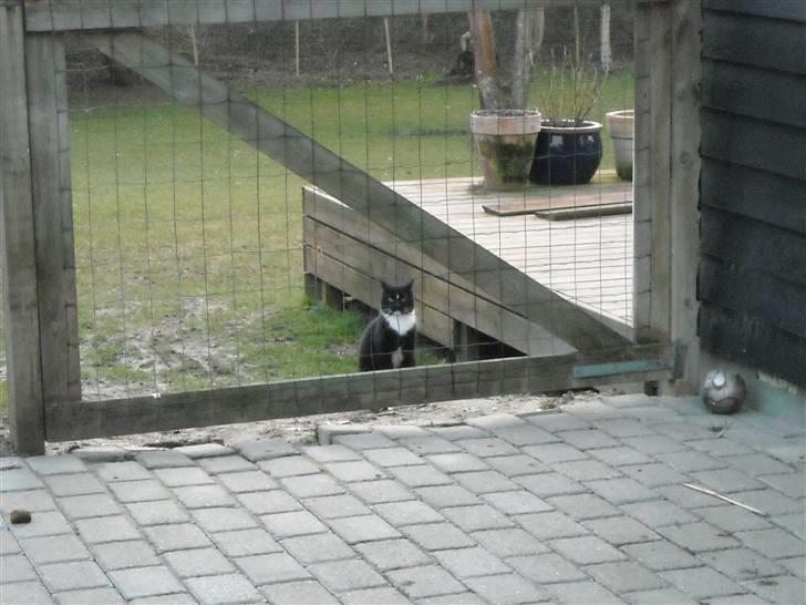 Huskat findus billede 2