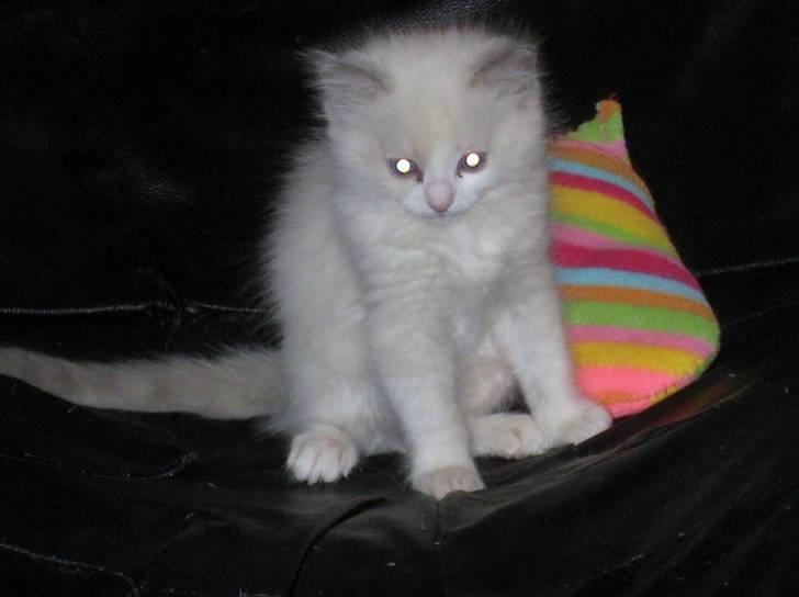 Ragdoll Chardolls Tyson (Oliver)  billede 4