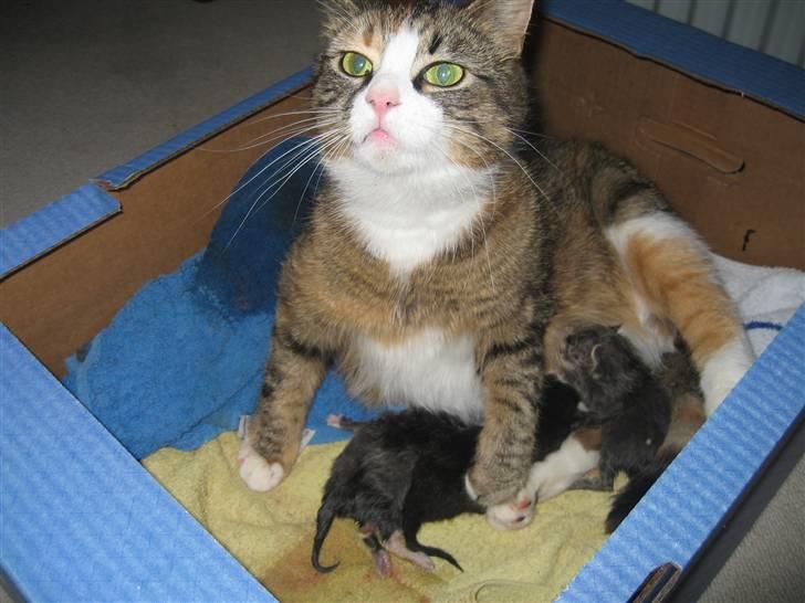 Huskat mini billede 11